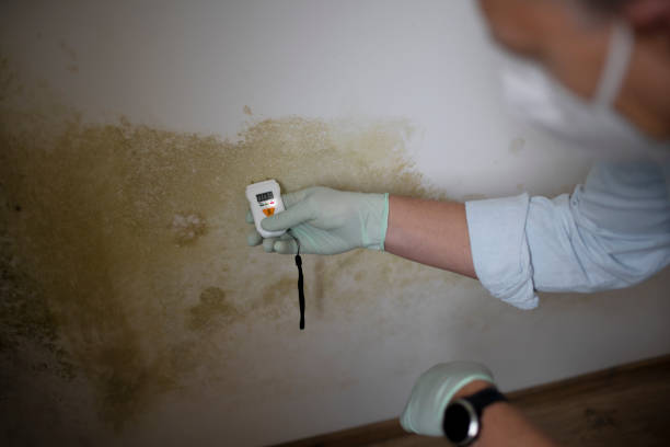 Best Health and Safety Mold Remediation in Westlake, TX