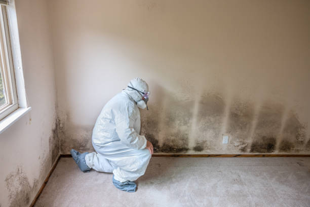 Trusted Westlake, TX Mold Remediation Experts