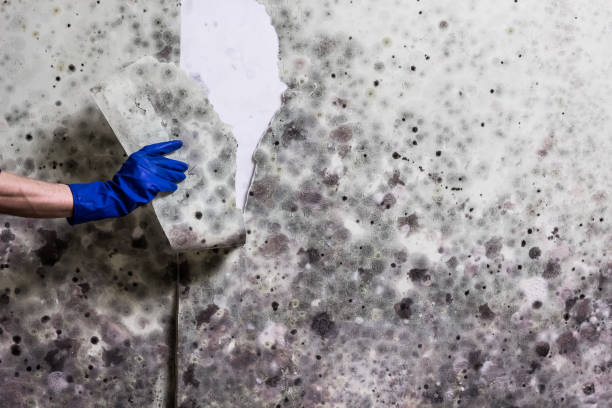 Best Attic Mold Remediation in Westlake, TX