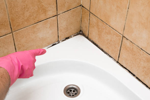Best Post-Flood Mold Remediation in Westlake, TX
